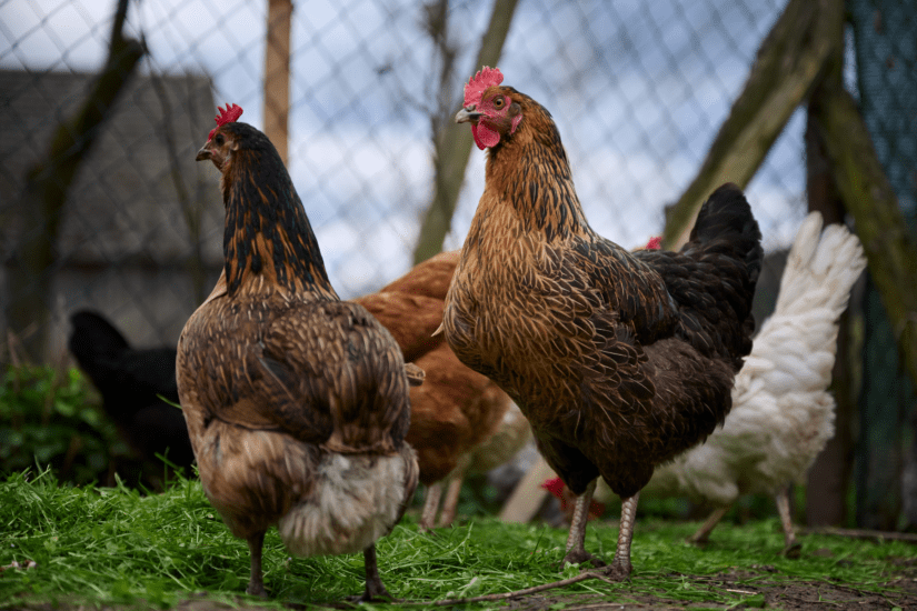 Backyard chickens